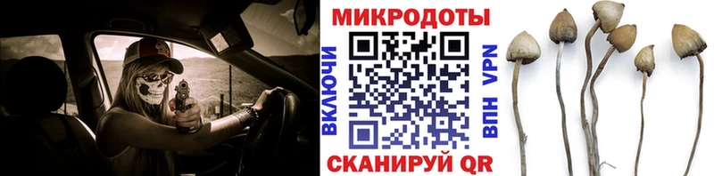 где найти   Кингисепп  Псилоцибиновые грибы мицелий 