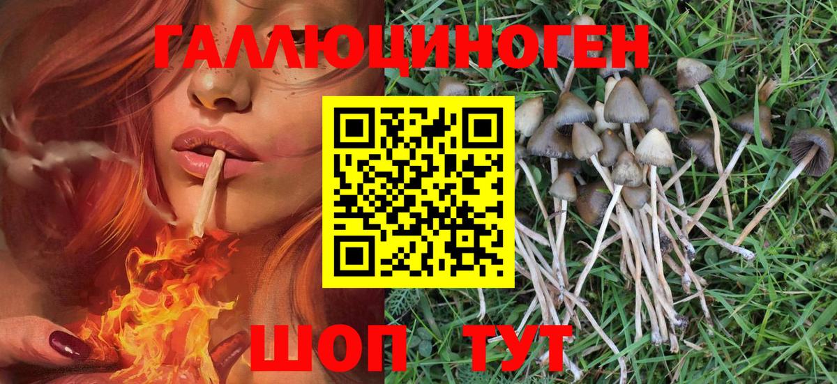 Галлюциногенные грибы GOLDEN TEACHER  Вход с VPN  Кингисепп  Псилоцибиновые грибы Magic Shrooms 